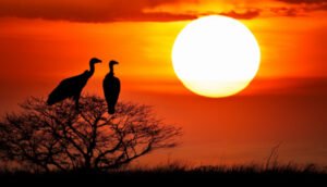 Safari sunset